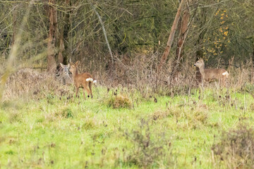 des chevreuils en bordure de forêt