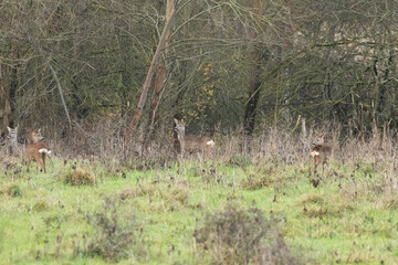 des chevreuils en bordure de forêt 