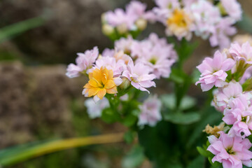 Close-up photo of yellow Kalanchoe calandiva flowers in bloom