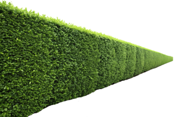 A perfectly trimmed, vibrant green hedge stretches into the distance, lush and dense, forming a natural wall with a sharp perspective against a transparent background