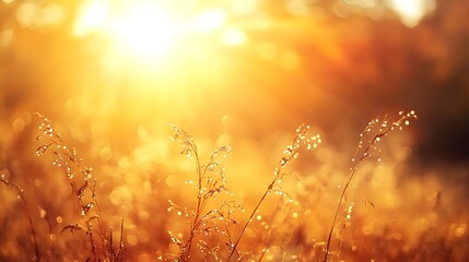 Obraz premium Golden sunlight illuminating dew-covered grass in a tranquil field during a serene morning