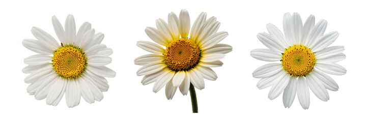 Fototapeta premium Trio of white daisies featuring vibrant yellow centers against a clean background.