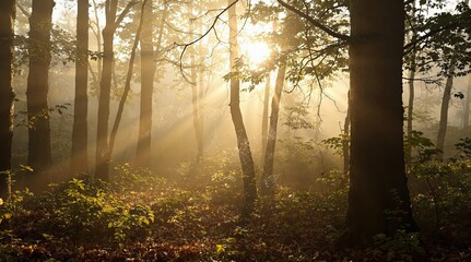 Fototapeta premium Mystical forest atmosphere with morning fog and delicate spiderwebs