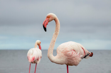 A close-up of a majestic flamingo against a clear blue sky. This detailed shot highlights the bird vibrant pink feathers and elegant posture, making it perfect for wildlife, nature, and conservation 
