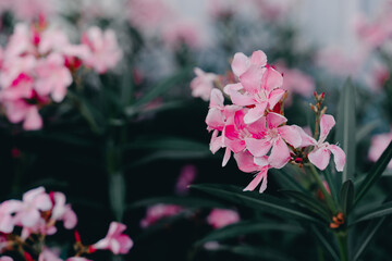 Beautiful Pink Oleander Flowers in Full Bloom Surrounded by Lush Green Leaves Creating a Vibrant...
