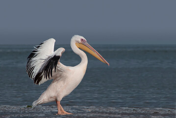 African wild birds. A lone white pelican on a blue lagoon on a sunny day