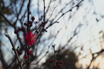茜空と梅の花、日本の美しい夕景