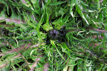 Taraxacum officinale Common Dandelion lettuce salad leaves heart flower spring close up
