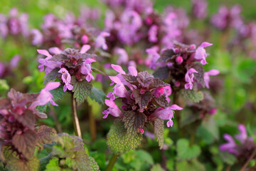 Lamium purpureum Purple Archangel flower delicate pelali pink color close up