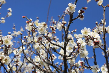 青空を背景に梅の花とミツバチ