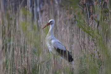 white stork in the grass