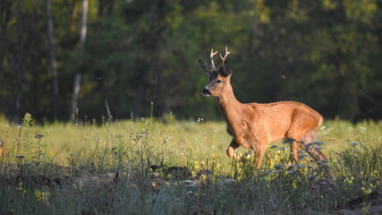Male roe deer walking across field in summer.