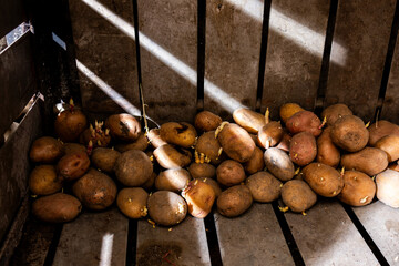 Potatoes in the basement, sprouted potatoes in a wooden compartment in the cellar, planting...