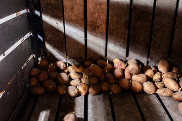Potatoes in the basement, sprouted potatoes in a wooden compartment in the cellar, planting...