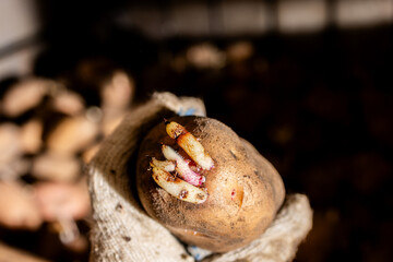 A farmer holds sprouted potatoes in his hands in the cellar, people in industrial gloves. potatoes with sprouted shoots for planting in the garden and harvesting.The concept of agriculture