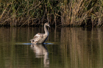 young swan on the pond