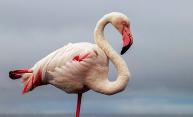 Wild african bird.  A close-up of the Great African Flamingo.