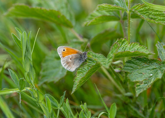 butterfly in nettles