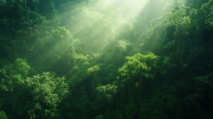 Fototapeta premium Sunbeams Illuminating Lush Rainforest Canopy