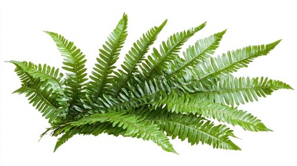 Sword Fern