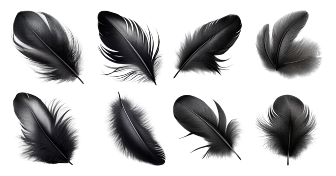 Black Feather Collection Isolated on White Background for Design Use, PNG bundle collection, Isolated on Transparent Background