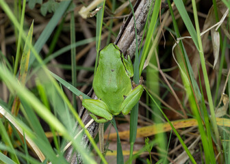 green tree frog in the grass