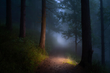 Fototapeta premium Foggy woods background 