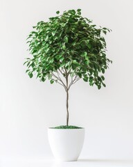 Tall Ficus benjamina weeping fig tree in white pot for elegant indoor decoration and modern interior design
