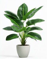 Tall tropical houseplant with broad green leaves in a ceramic pot ideal for modern interiors and refreshing biophilic home decor  
