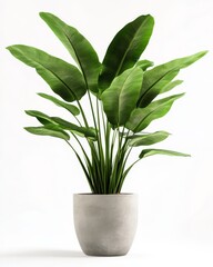 Bird of paradise houseplant with long green leaves in a concrete pot perfect for modern interior decor and tropical home styling  

