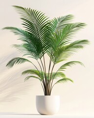 Obraz premium Sunlit tropical palm plant with vibrant green leaves in a white ceramic pot perfect for modern home decor and biophilic interior styling 