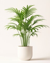 Tropical palm houseplant with lush green fronds in a white pot ideal for minimalist home decor and modern interior styling  
