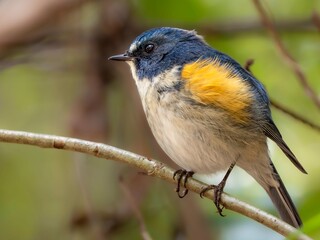 Fototapeta premium 森の中の木陰で枝に留まって周りを見渡しているルリビタキの雄