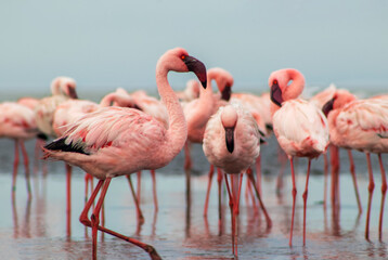 A flock of pink flamingos standing by a serene lake under a clear blue sky. A beautiful scene of nature, perfect for ecology, wildlife, and travel-related projects.