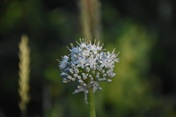 Ornamental Allium Blooming in a Summer Garden