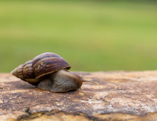 snail on a stone