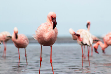 A flock of pink flamingos standing by a serene lake under a clear blue sky. A beautiful scene of nature, perfect for ecology, wildlife, and travel-related projects.