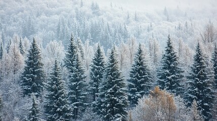 Aerial view of winter forest, with white snow on trees and coniferous forests, dense evergreen leaves, tall pine trees in frost, picturesque scenery, misty slopes, and the natural beauty of winter.