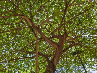 Elegant Tree Branches Weaving a Natural Canopy
