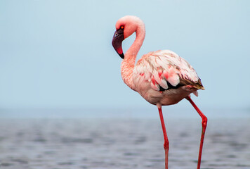 A solitary great flamingo stands gracefully in a blue lagoon under a vibrant sky. A serene and captivating wildlife scene perfect for nature and travel projects