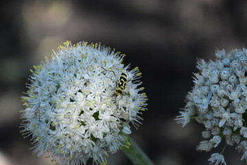 Ornamental Allium Blooming in a Summer Garden