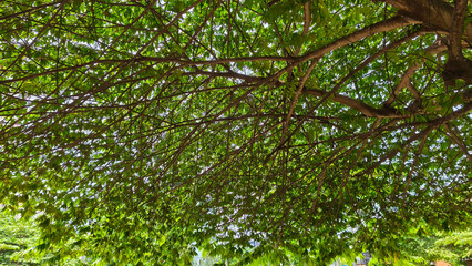 Fototapeta premium Branches of Tranquility: Nature’s Masterpiece