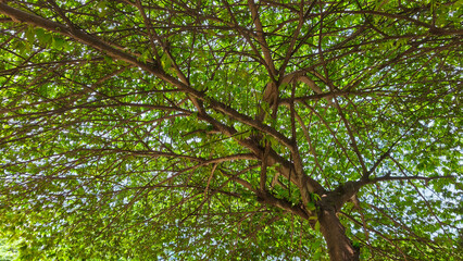 Obraz premium The Art of Branches: A Symphony of Nature