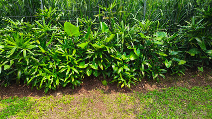 Obraz premium Lush Green Foliage of Tropical Palm and Broadleaf Plants