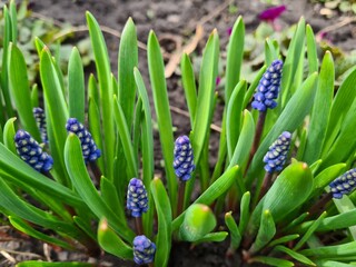 Blooming Muscari Grape Hyacinths in a Spring Garden
