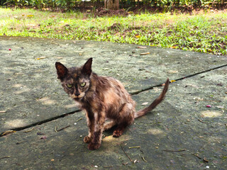 Sick stray cat in the park with focused eyes