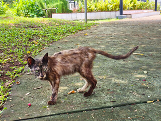 Sick stray cat in the park