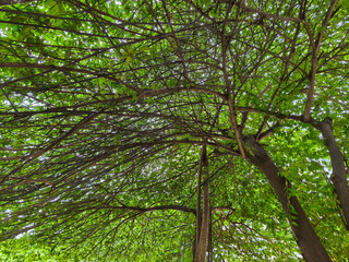 Lush Green Canopy: A Tranquil View from Below
