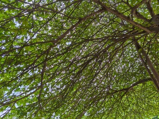 Obraz premium Graceful Branches: Nature’s Living Architecture