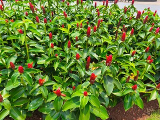 A close up Costus woodsonii, the red button ginger or scarlet spiral flag